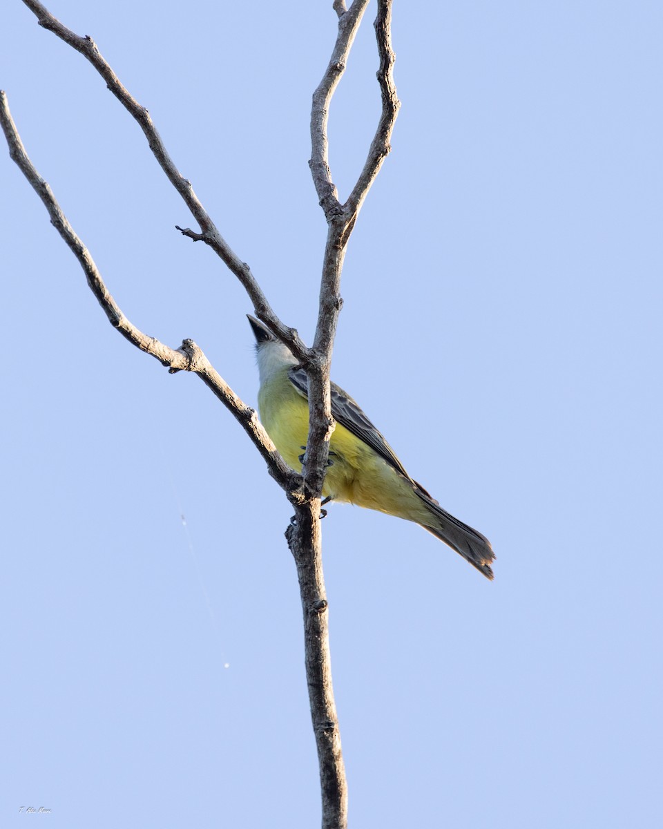 Tropical Kingbird - ML647515526