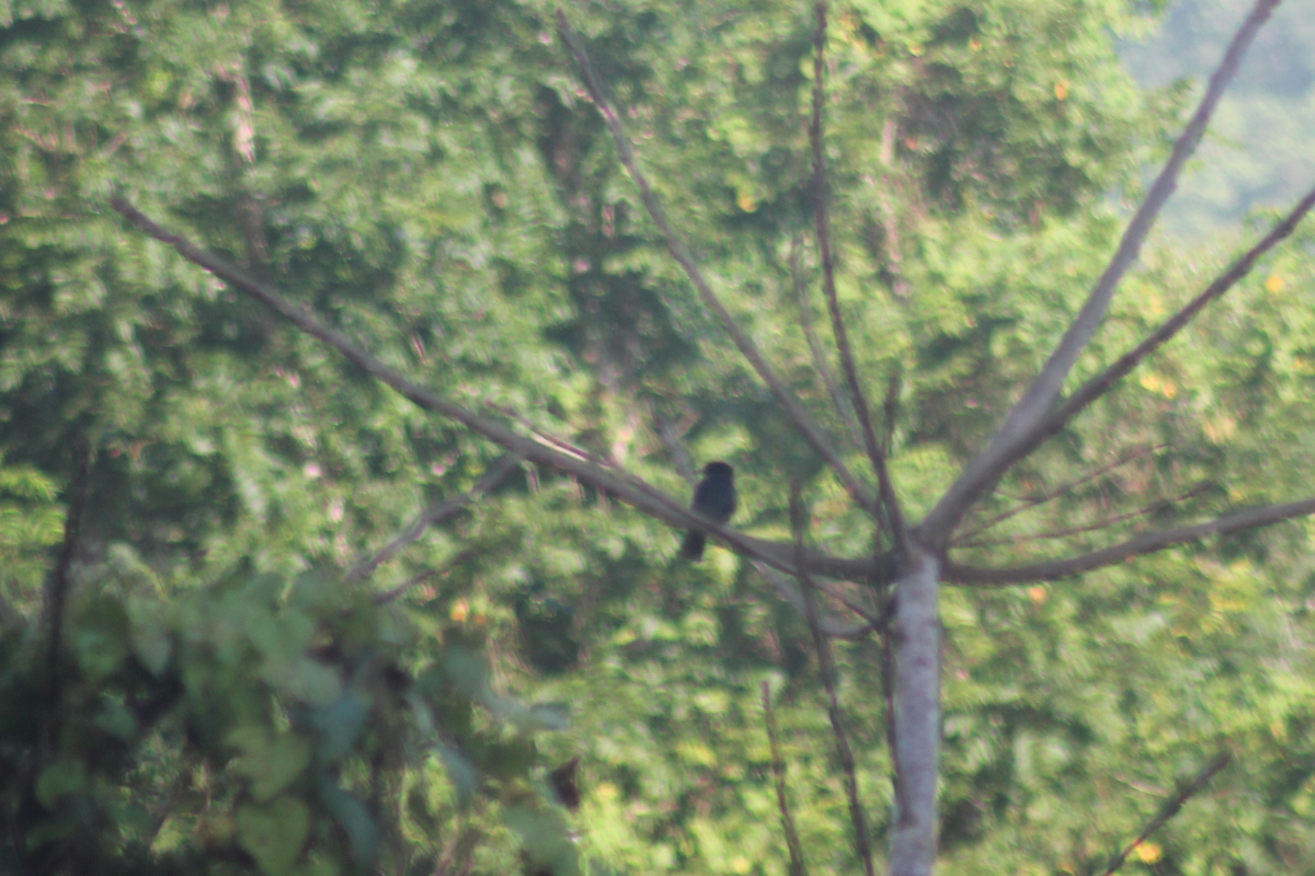 Jamaican Blackbird - ML647515530