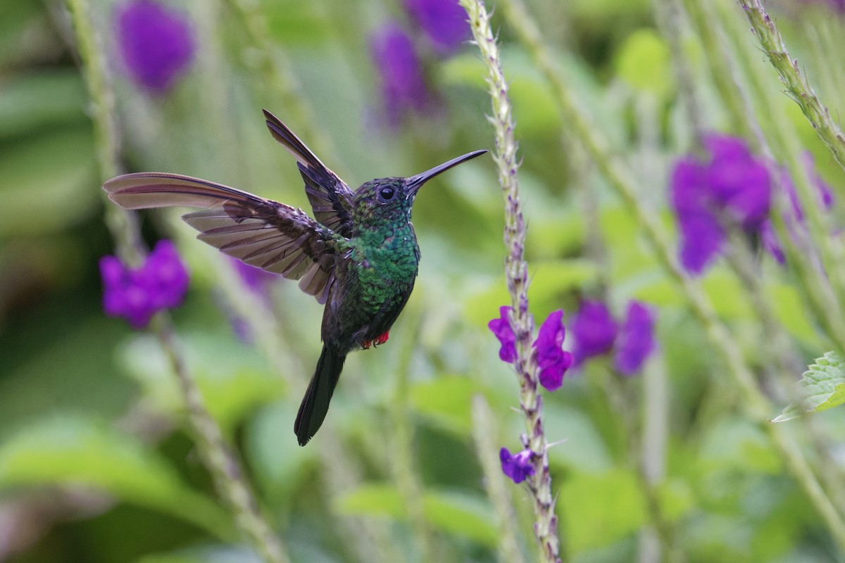 Bronz Kuyruklu Tüylü Kolibri - ML647515539
