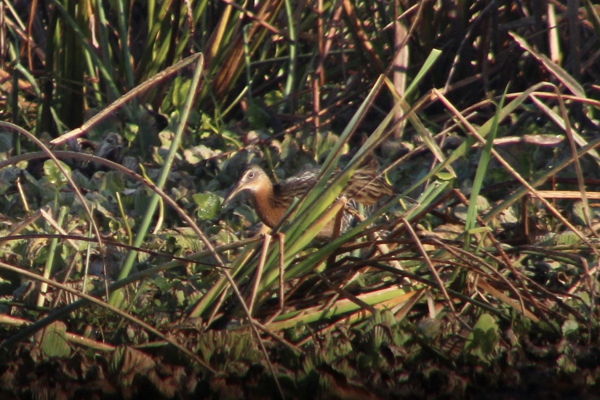 kongerikse - ML647515555