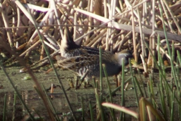 maskerikse - ML647515562