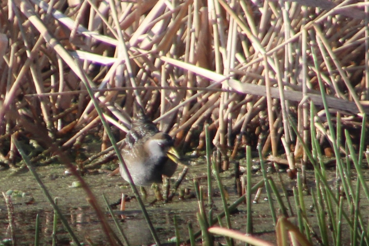 maskerikse - ML647515563