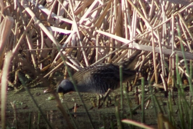 maskerikse - ML647515564