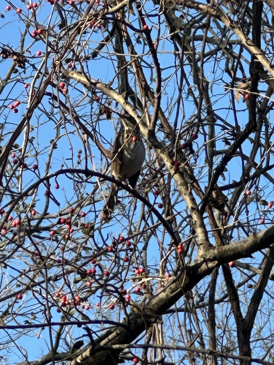 Zorzalito Colirrufo - ML647515566