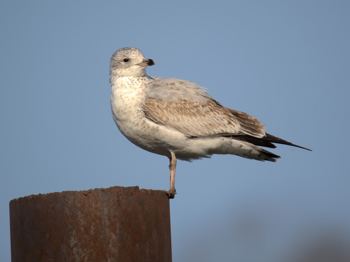 Gaviota de Delaware - ML647515568