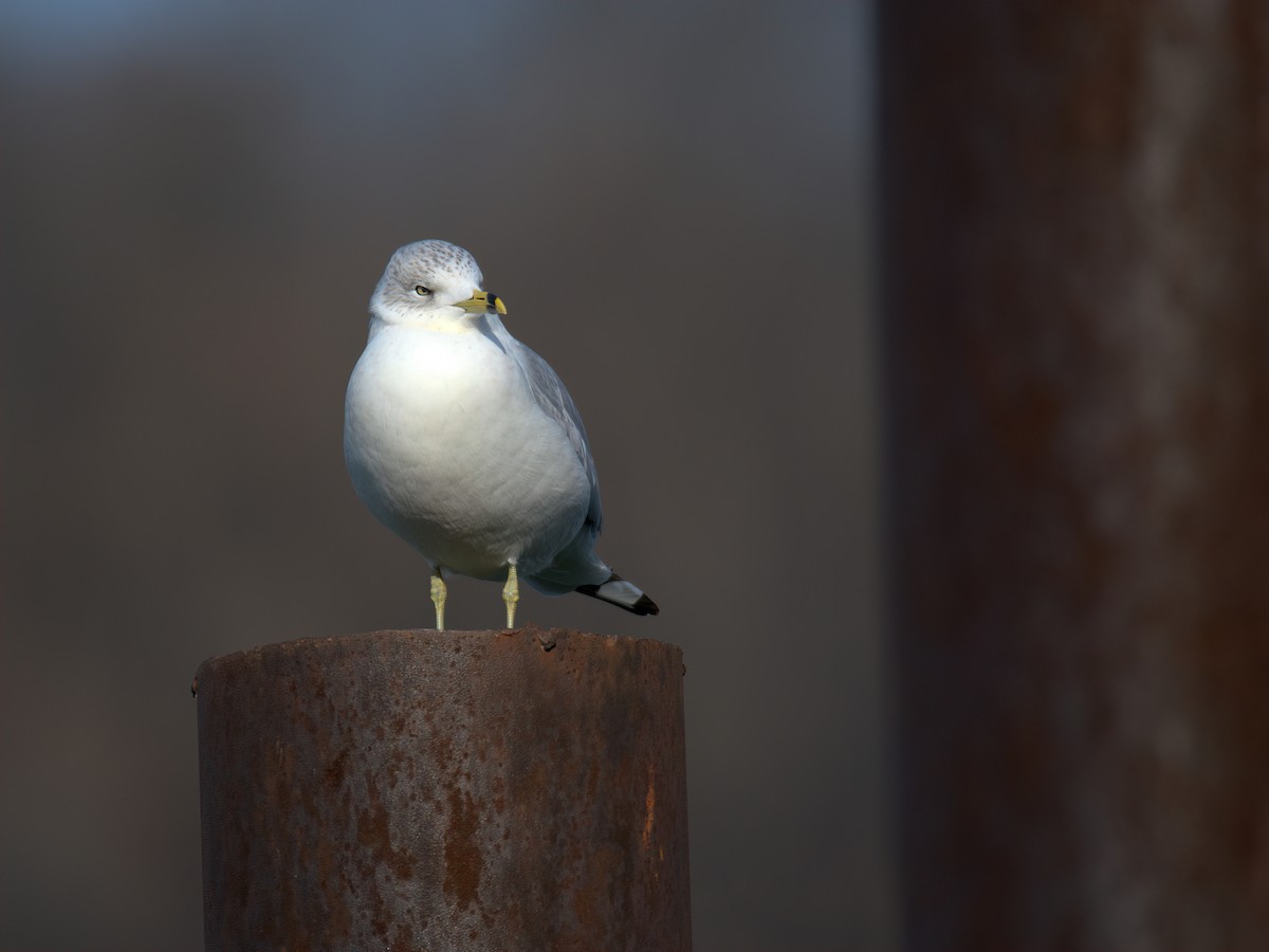 Gaviota de Delaware - ML647515569