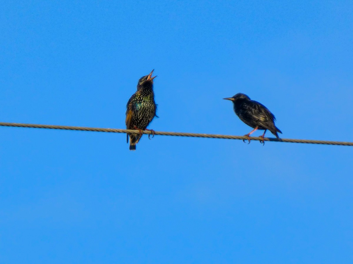 Estornino Pinto - ML647515570