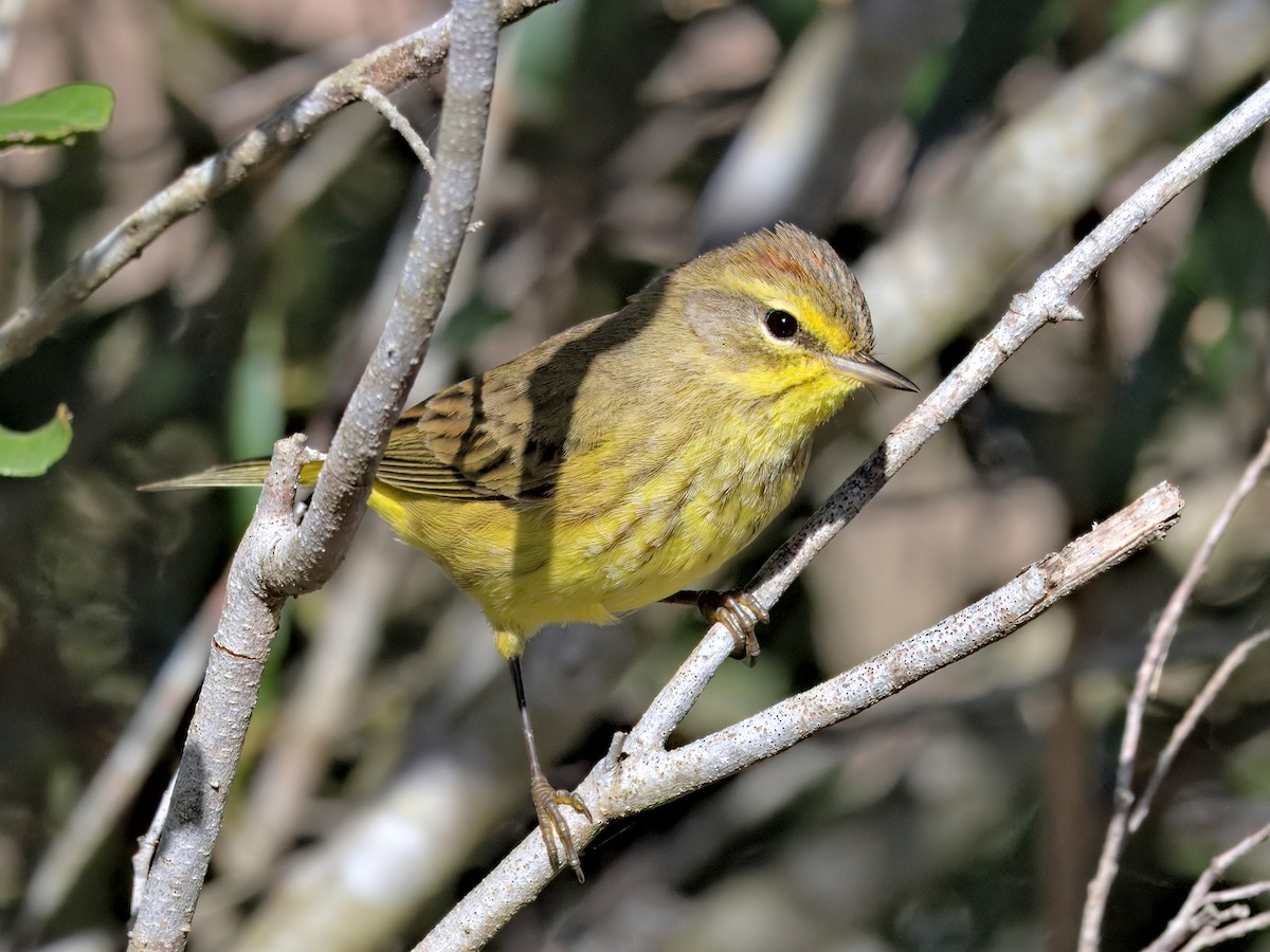 Reinita Palmera - ML647515571