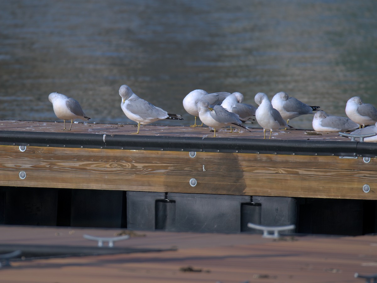 Gaviota de Delaware - ML647515572