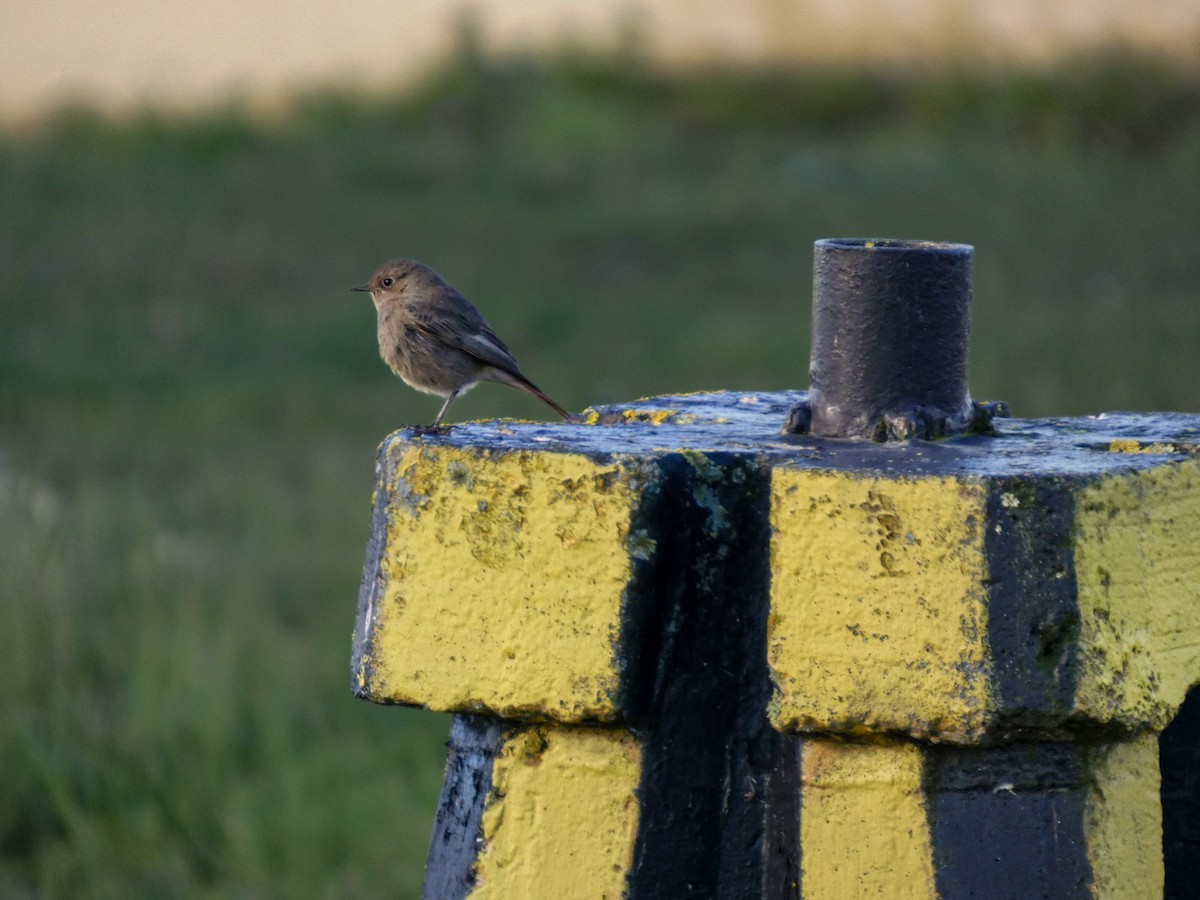 Colirrojo Tizón - ML647515573