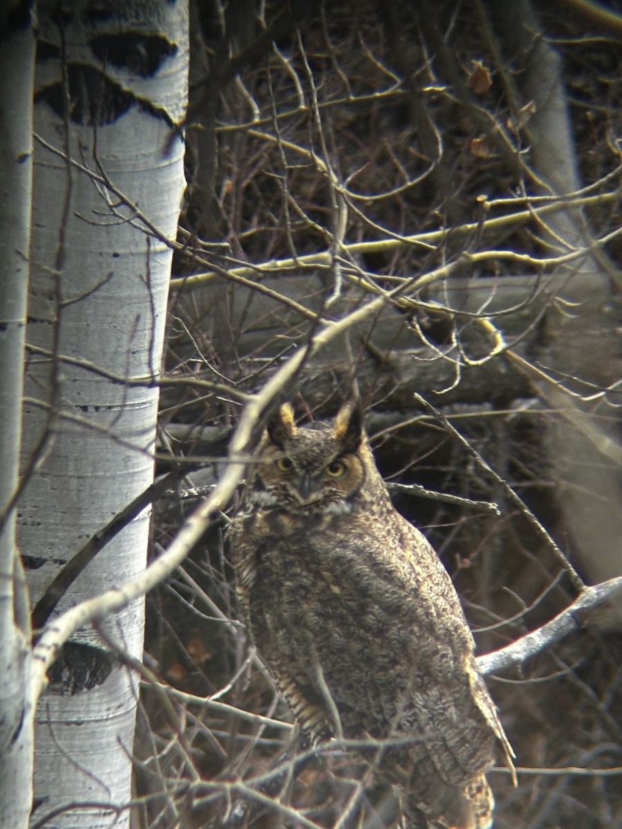 Búho Americano - ML647515574