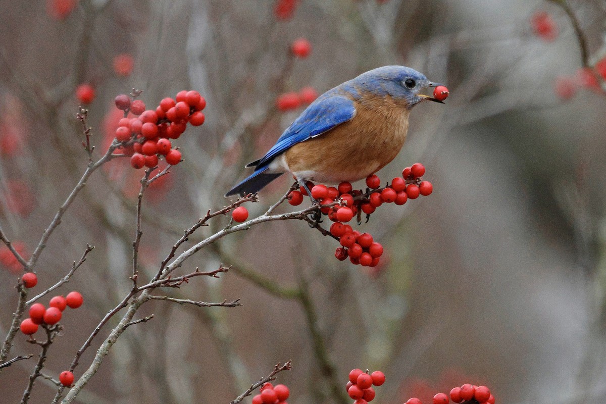 Azulejo Oriental - ML647515576