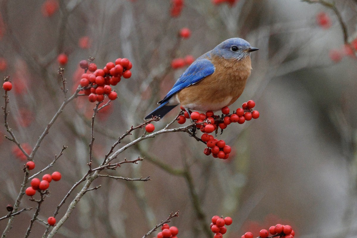 Azulejo Oriental - ML647515577