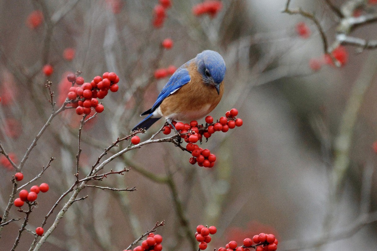 Azulejo Oriental - ML647515578