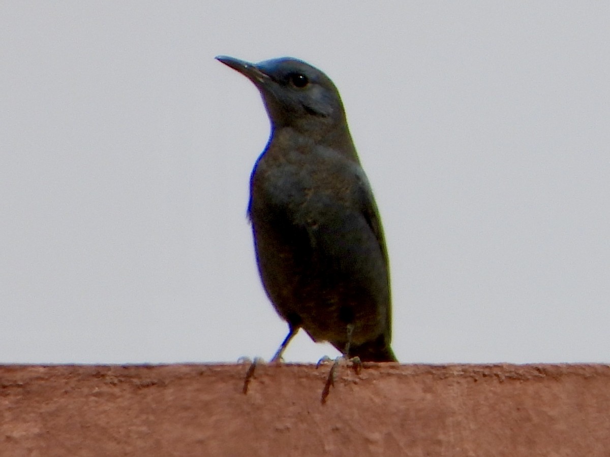 Roquero Solitario - ML647515579