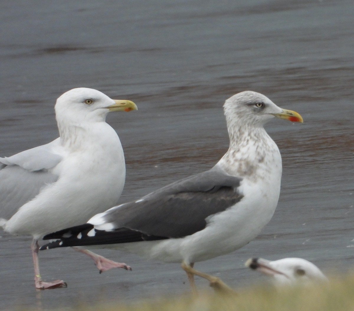 Gaviota Argéntea Americana - ML647515581