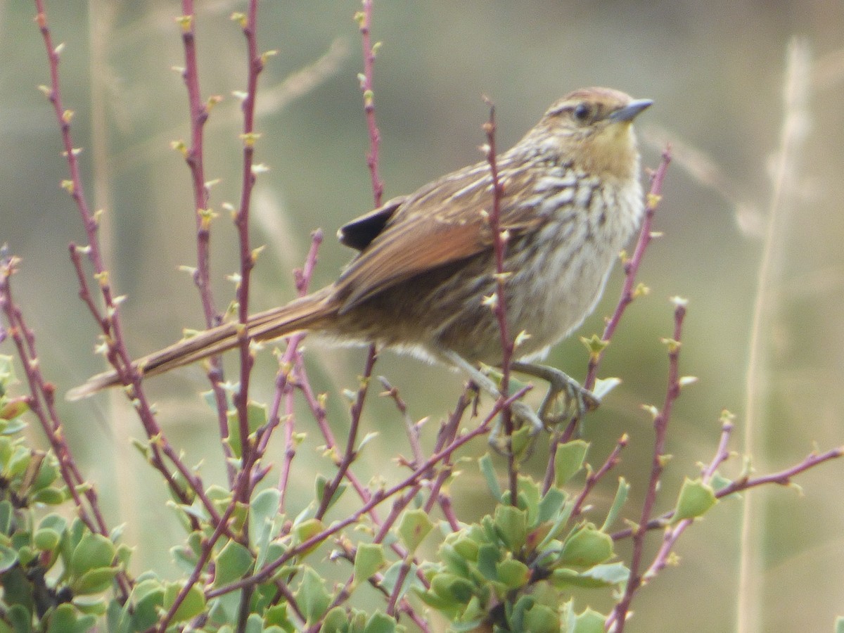 Canastero Flamulado - ML647515582