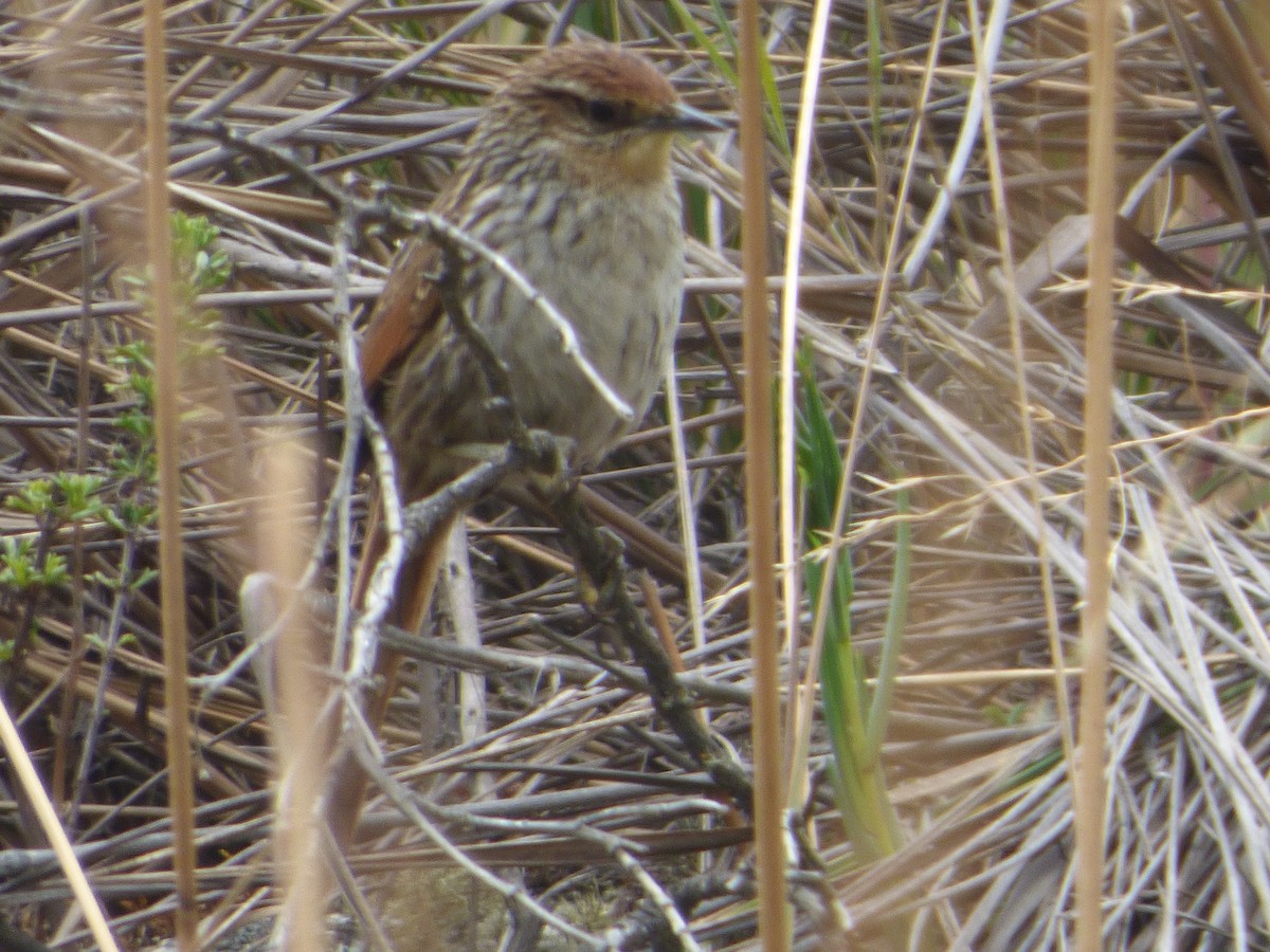 Tijeral Coronado - ML647515583