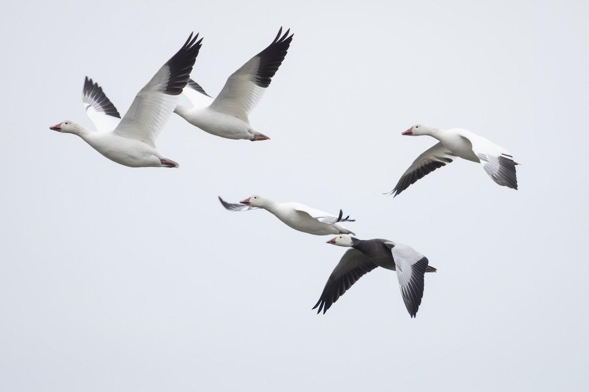 Ánsar Nival - ML647515584