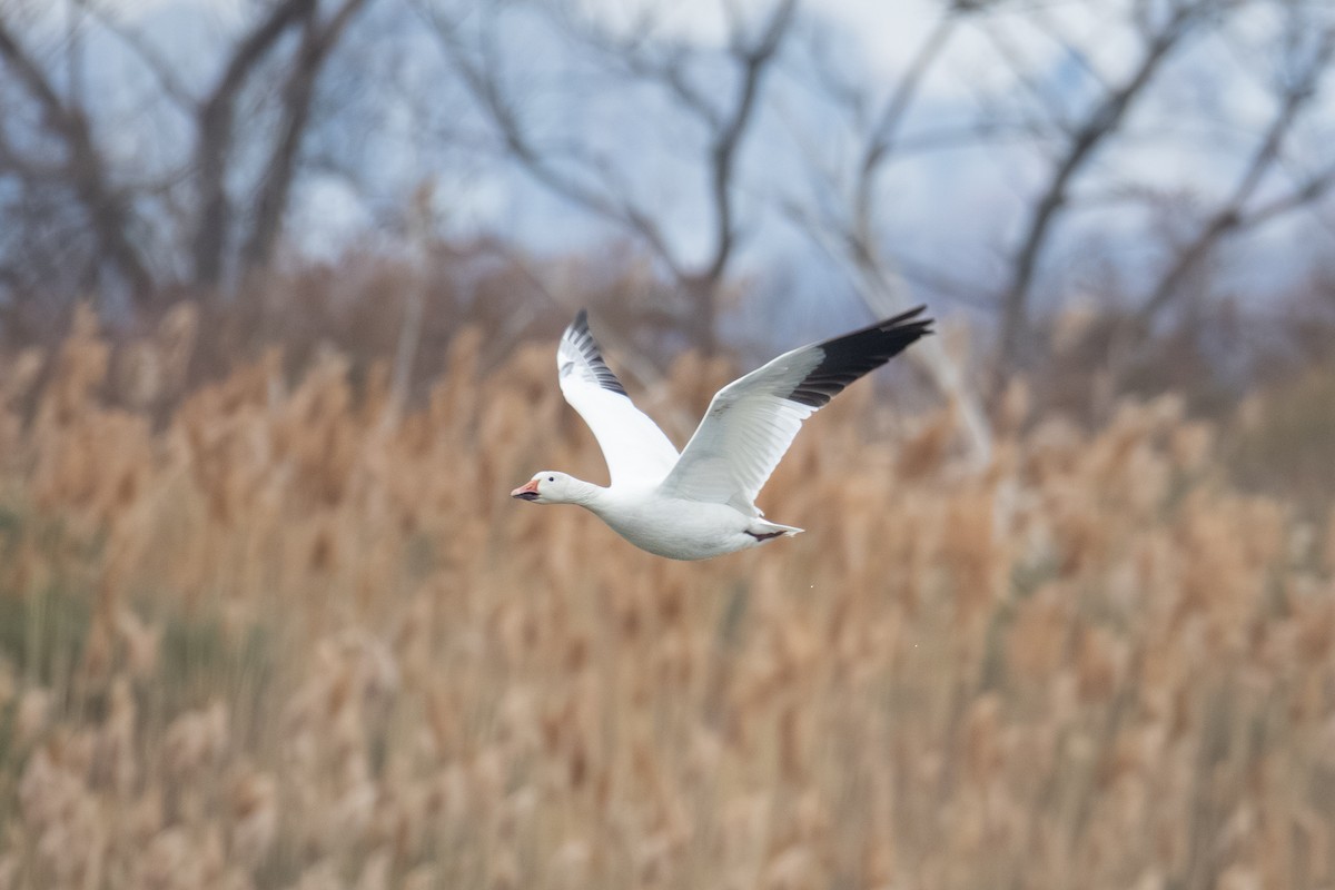 Ánsar Nival - ML647515585