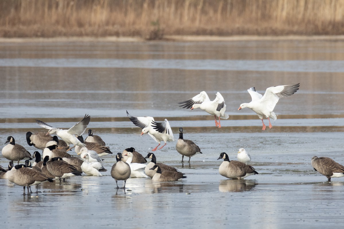 Ánsar Nival - ML647515586