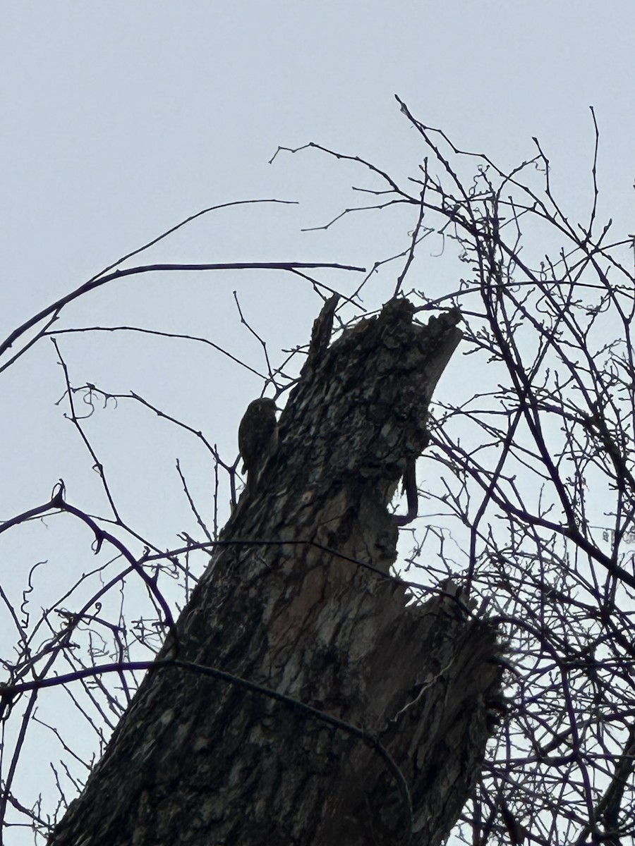 Agateador Americano - ML647515587