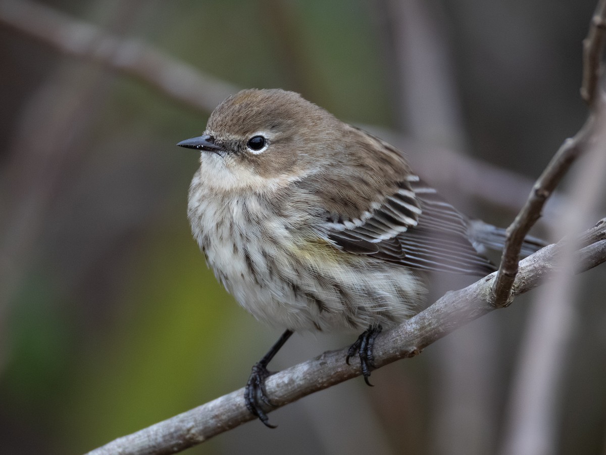 Reinita Coronada (Coronada) - ML647515588