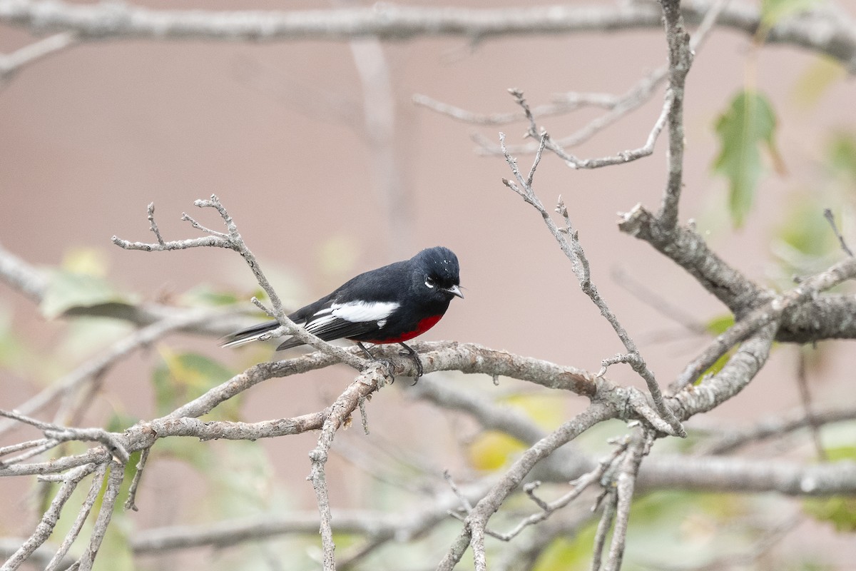 Candelita Aliblanca - ML647515589