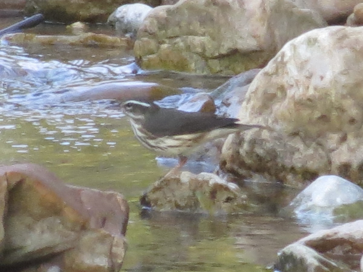 Reinita Charquera de Luisiana - ML647515590