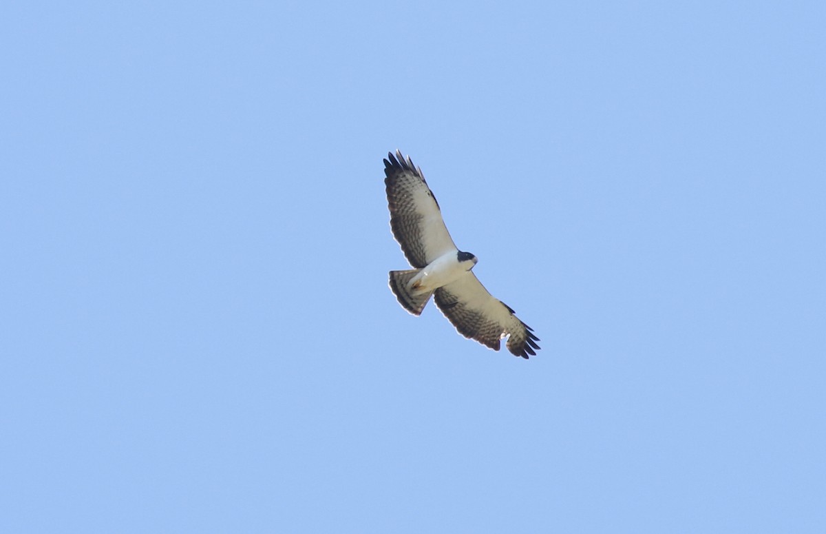 Busardo Colicorto - ML647515591