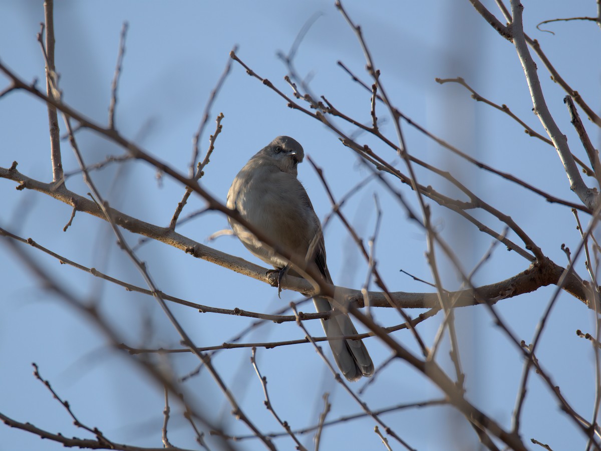 Sinsonte Norteño - ML647515592