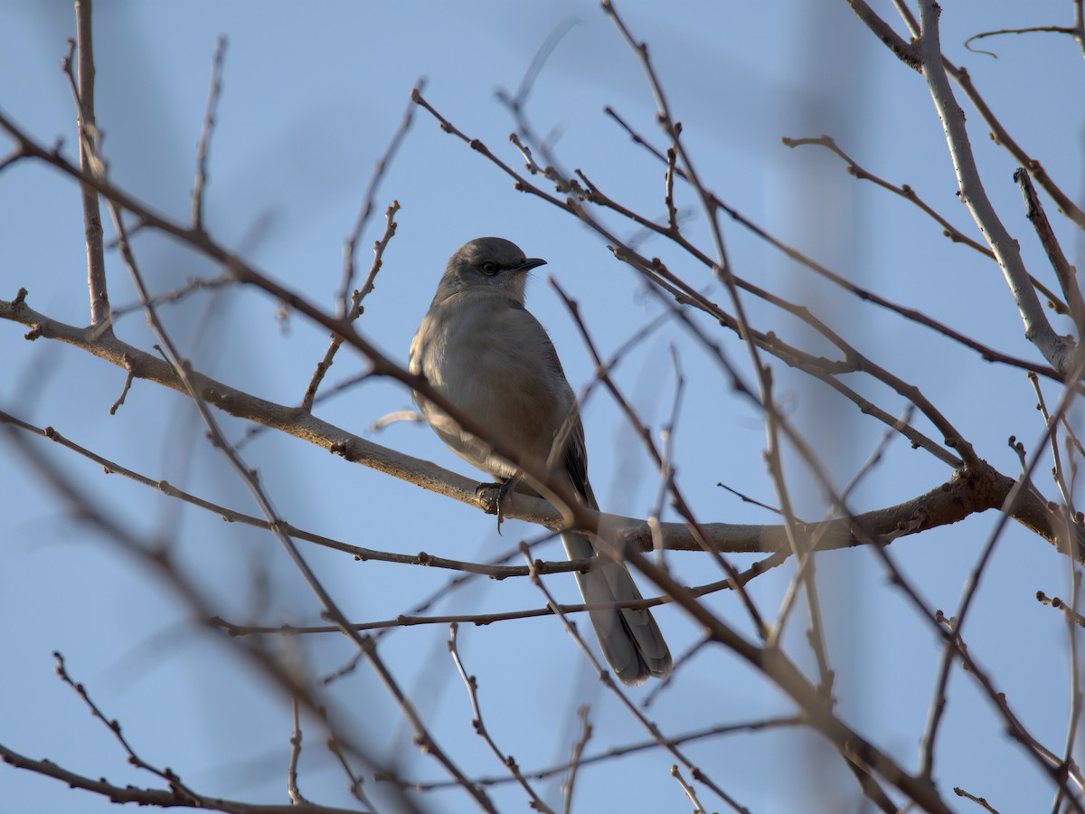 Sinsonte Norteño - ML647515593