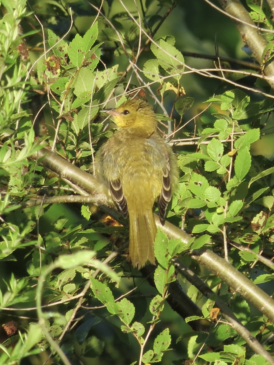 Turpial Castaño - ML647515594