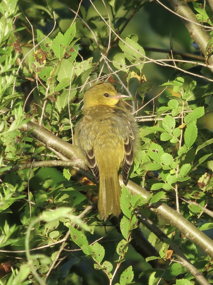 Turpial Castaño - ML647515595