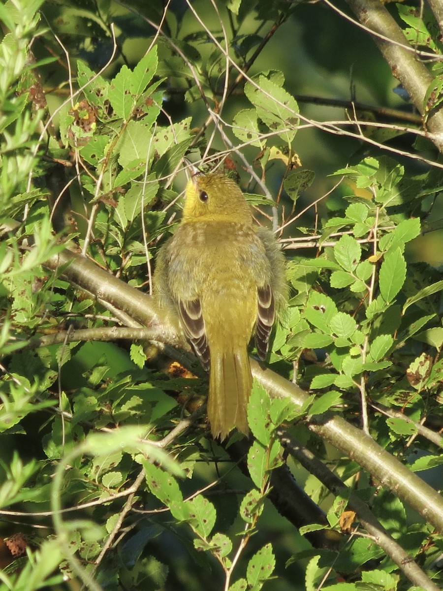 Turpial Castaño - ML647515596