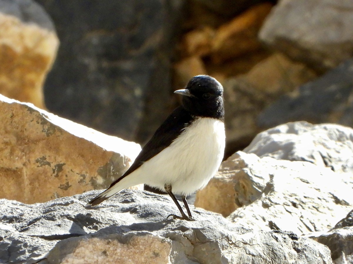 Collalba de Hume - ML647515597