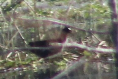 amerikapurpurhøne - ML647515598