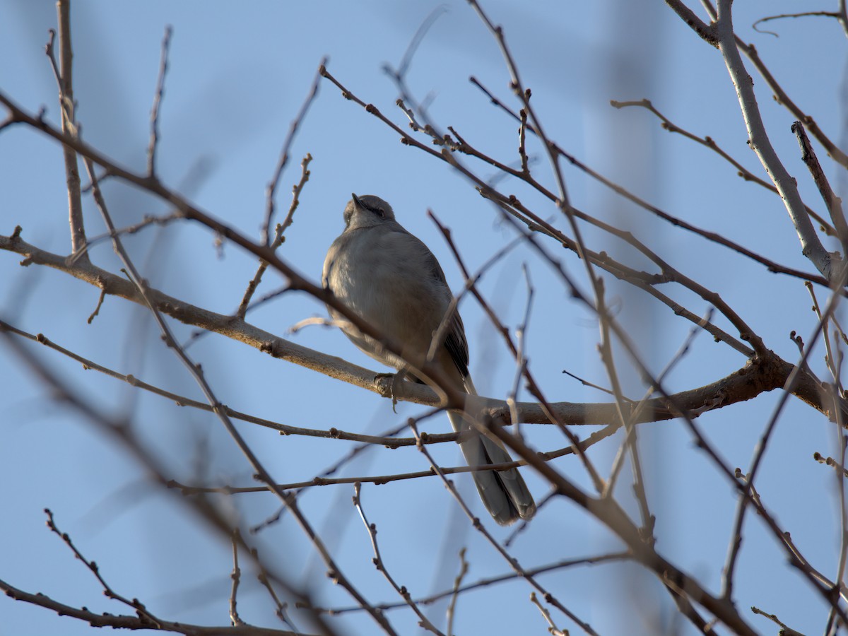 Пересмішник багатоголосий - ML647515599