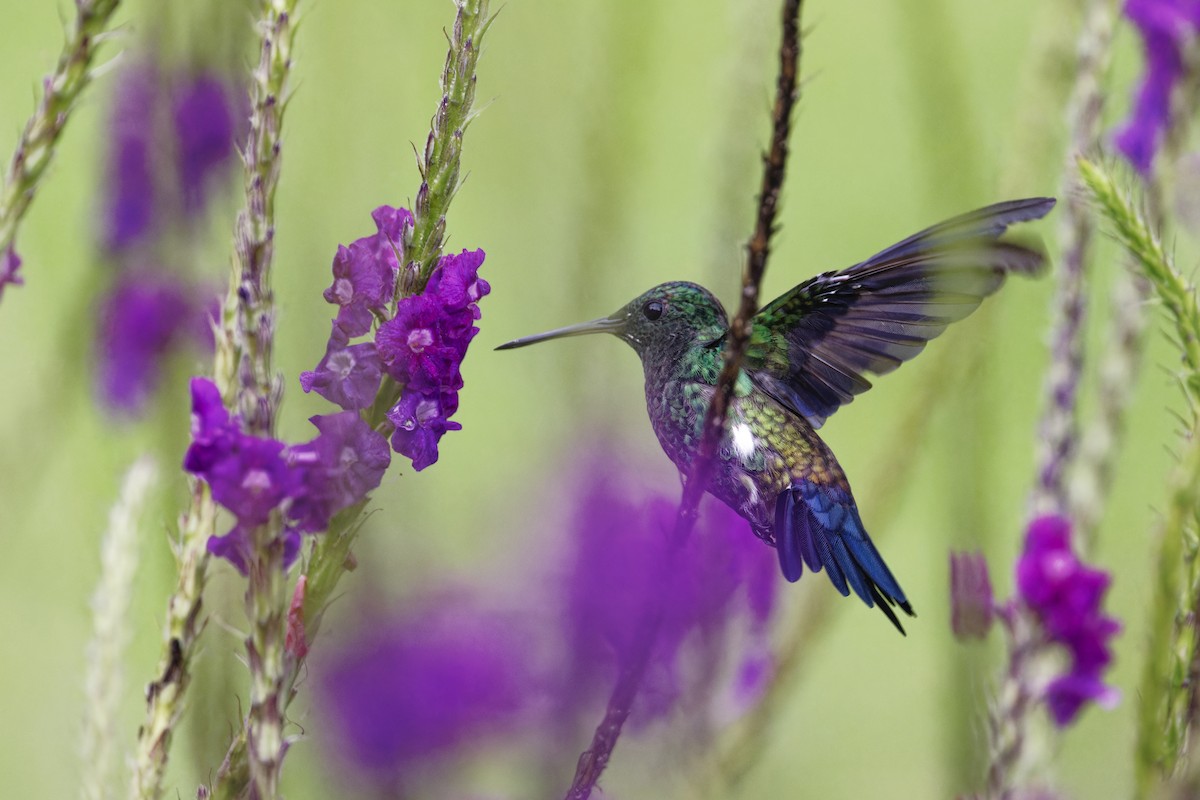 Mavi Etekli Kolibri - ML647515603