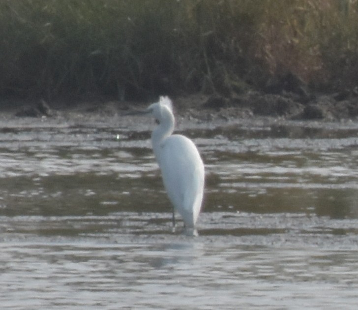 Little Egret - ML647515607