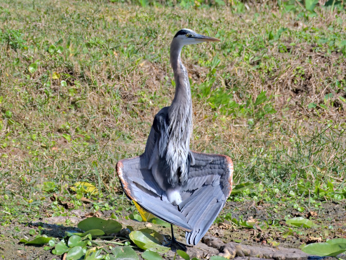 Great Blue Heron - ML647515611