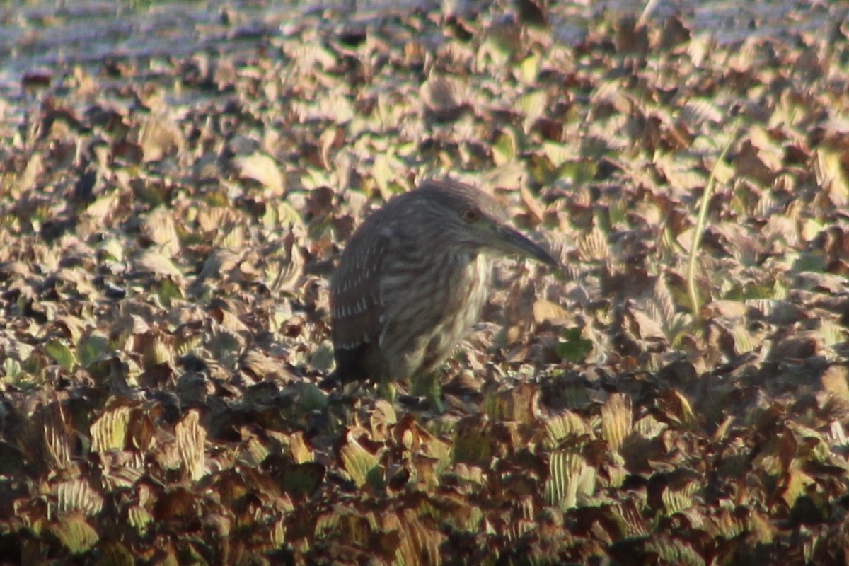 natthegre - ML647515614