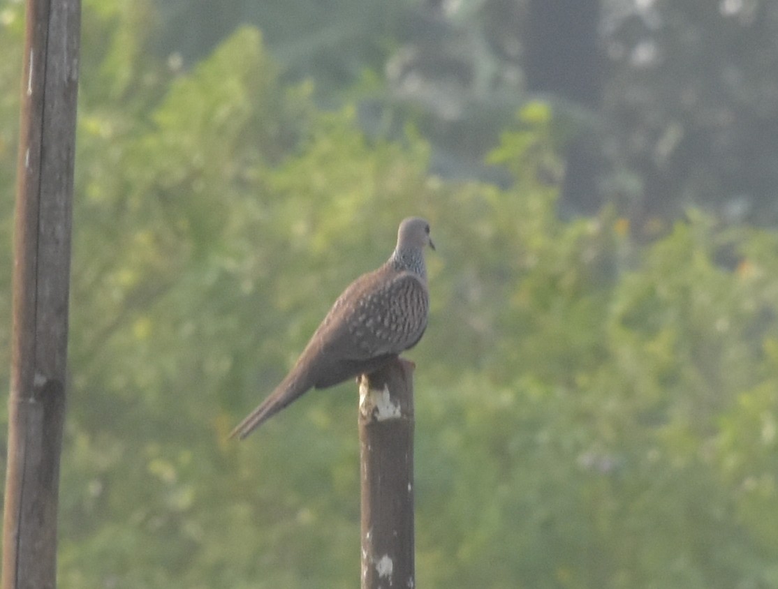 hrdlička kropenatá - ML647515631