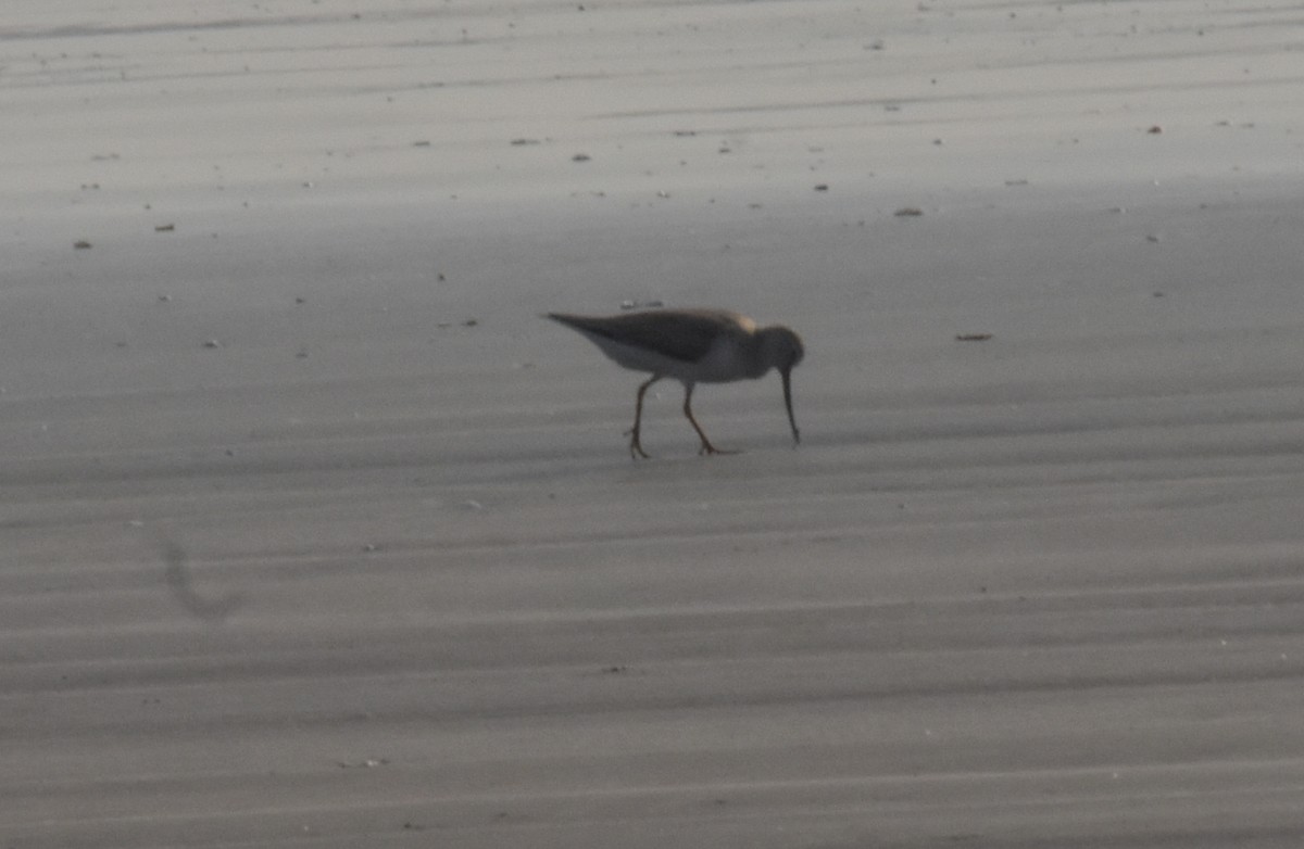 Terek Sandpiper - ML647515636