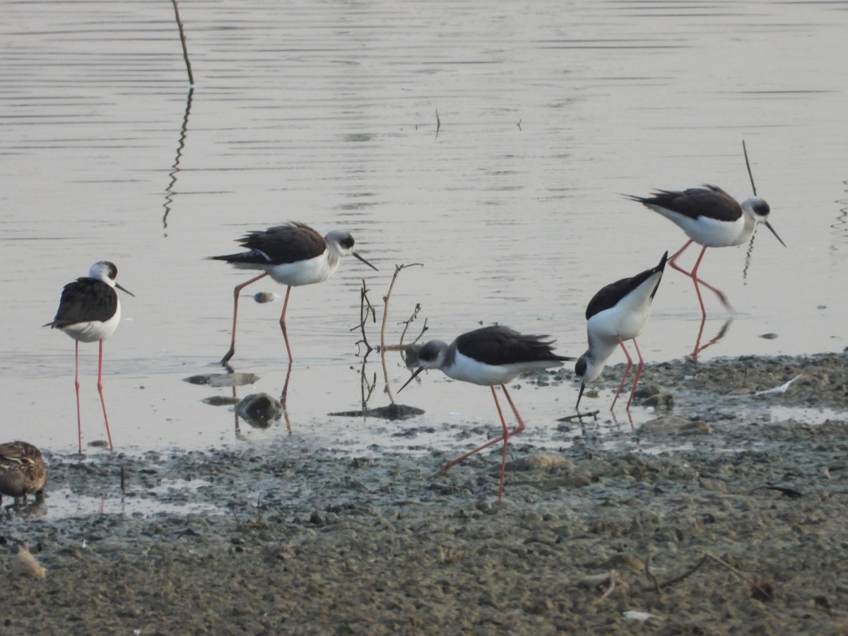 Black-winged Stilt - ML647515637