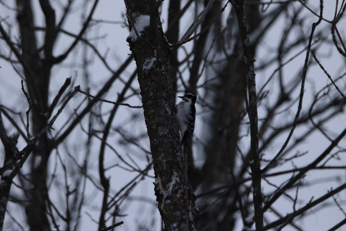 Hairy Woodpecker - ML647515640