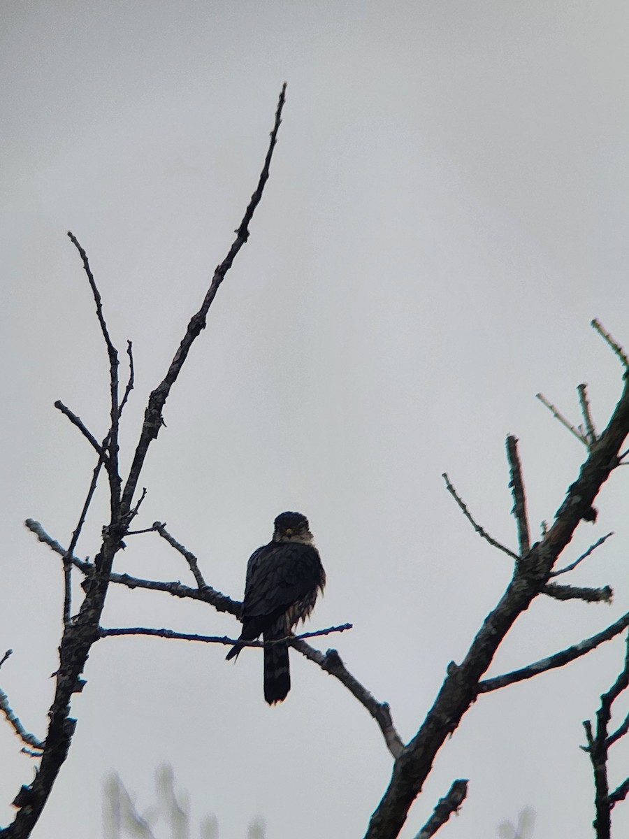 Merlin - ML647515641