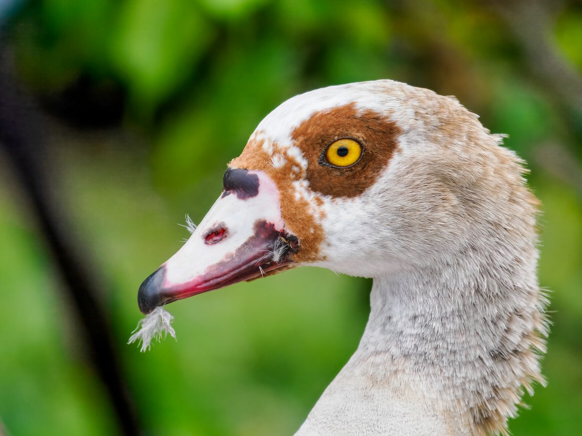Egyptian Goose - ML647515642