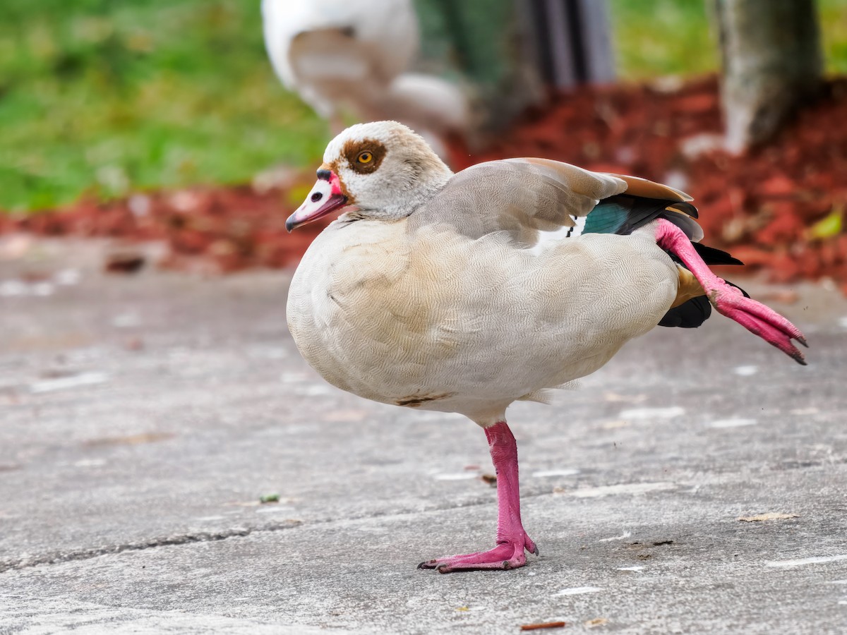Egyptian Goose - ML647515643