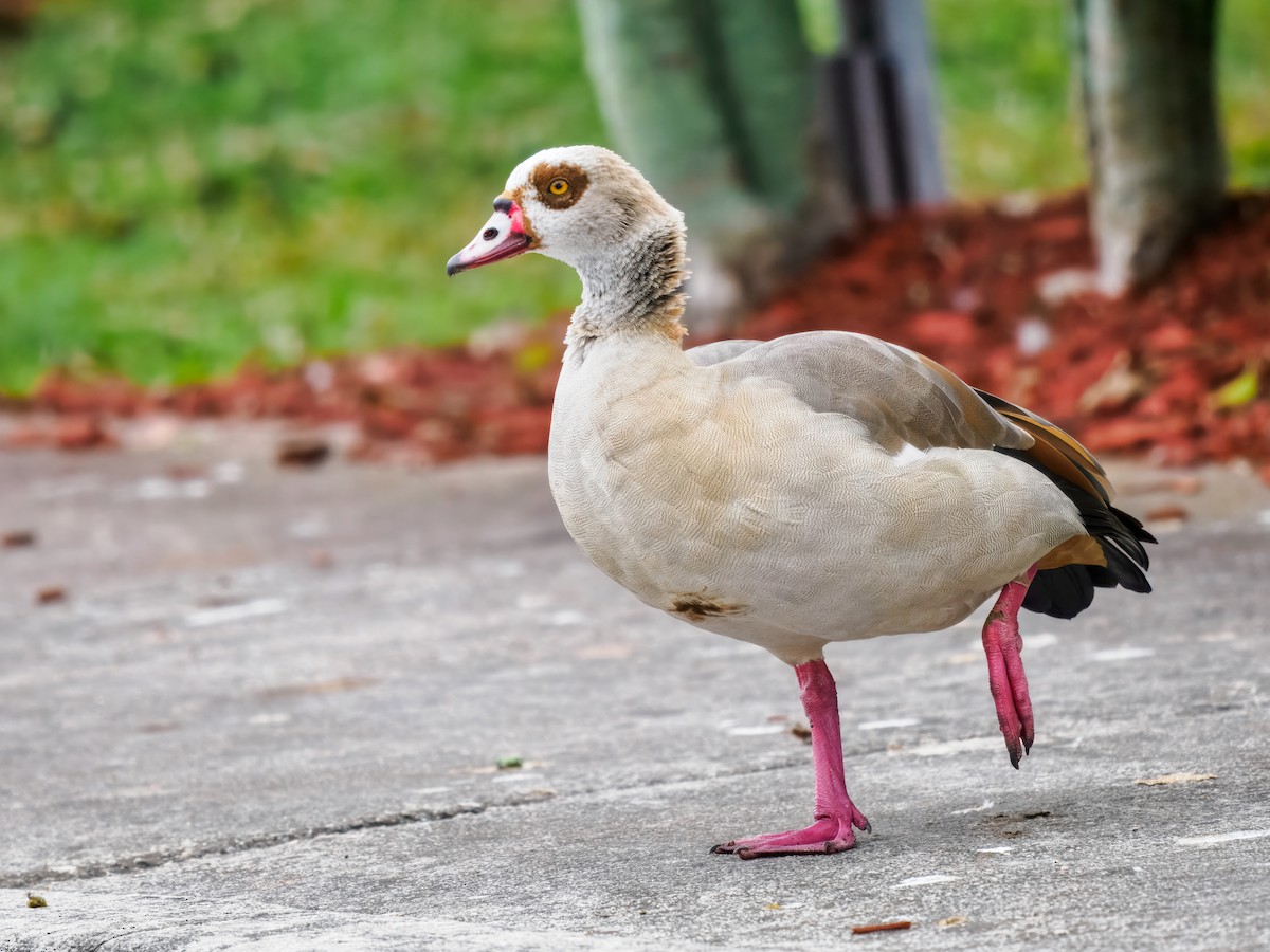 Egyptian Goose - ML647515644